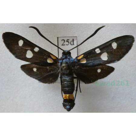 Zygaena ephialtes (Linnaeus, 1767) Kraśnik goryszowiec Slovakia25d